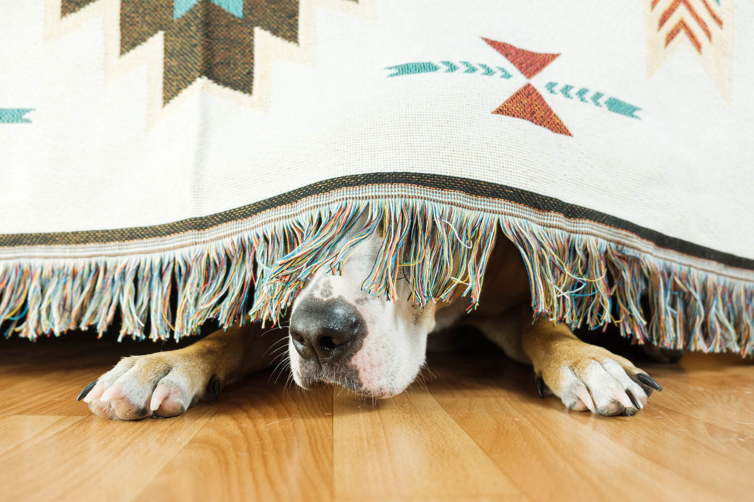 pets and fireworks